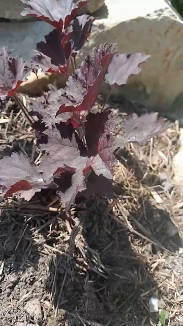 новинки #как прижились растения с агромаркет 24 смотреть онлайн