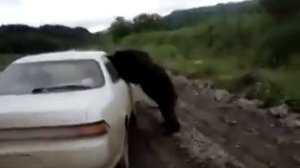 Дорога на Невельск. Умный медведь