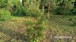Майские хлопоты. Живые звуки живой природы.
