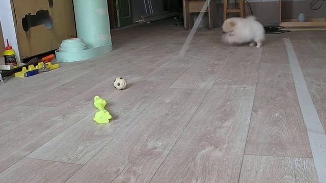 Щенок шпица Флаффи Мэджик Тутси смотреть онлайн