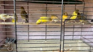 Канарейки самки 18-05-2025