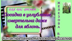 Посадка в углубление смертельна даже для яблонь.