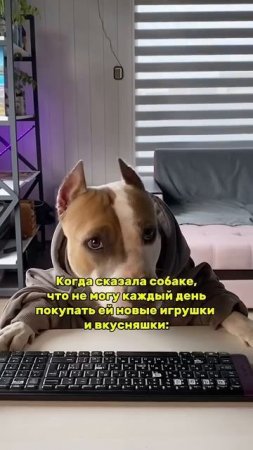 Как часто даете собакам лакомство? #амстафф #собака #americanbully #pitbull #стаффорд #puppy #pets
