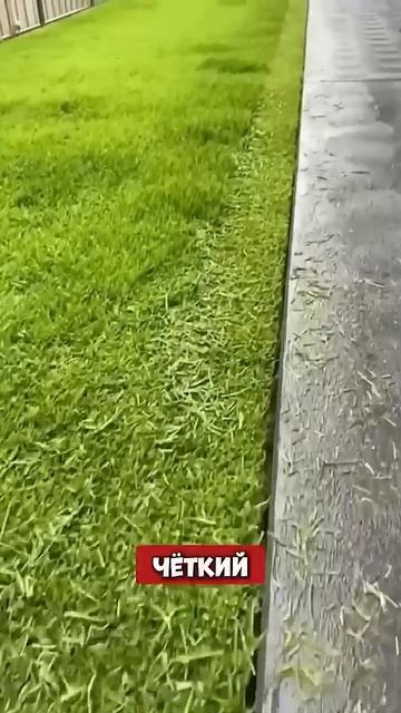 📹 Уникальная газонокосилка #aliexpress #товарыozon #ozon #вайл? смотреть онлайн