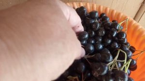 Черноплодная рябина поспела.Собираю семена календулы