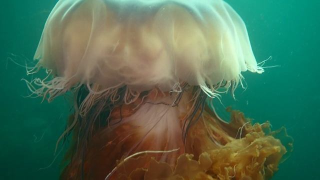 БАРЕНЦЕВО МОРЕ / ДАЛЬНИЕ ЗЕЛЕНЦЫ / 2024 / DAL`NIE ZELENTSY / BARENTS SEA