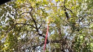 Штанговый сучкорез с пилой Grinda H300!