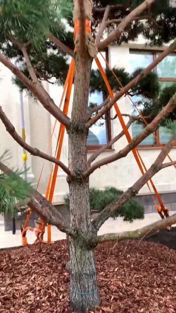 Сад уход! shortsvideo shortsyoutube garden рекомендации уход сад 