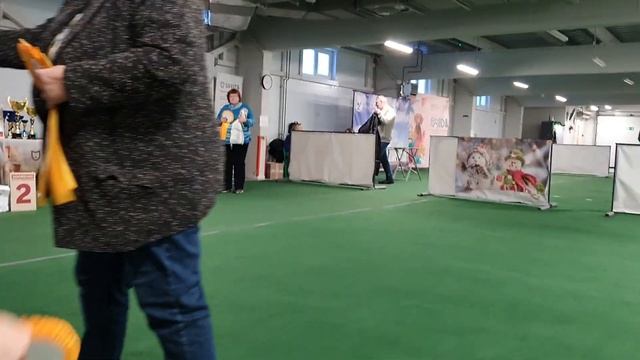 11.01.2025, СПб. Клуб "Элита-Центр" (РКФ, РФЛС). Выставка соба? смотреть онлайн