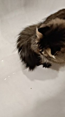 Отважный кот #cat #cats #shorts #кот #котики