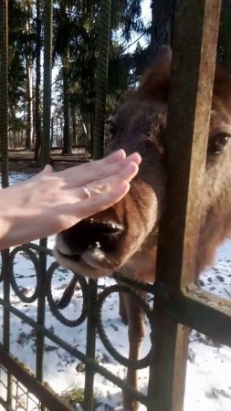 олень