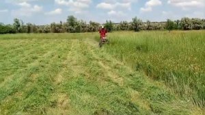 Сенокос 2024, мотоблоком, роторная косилка заря