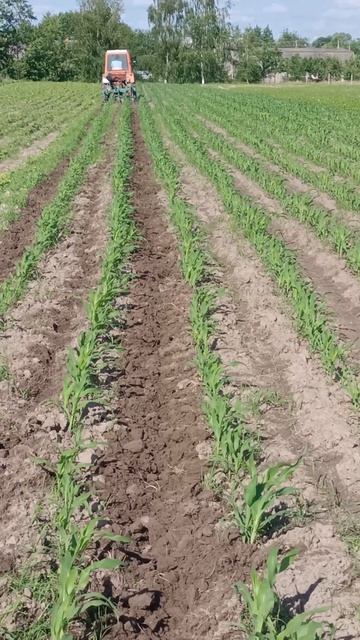 Культивація міжрядь на кукурудзі #кукуруза #кука #куль смотреть онлайн