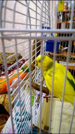 Одуванчики это лакомство для попугаев