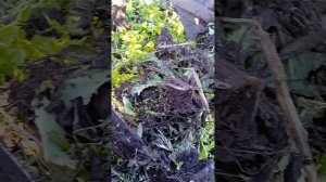 если наматывает сорняк на фрезы мотоблока