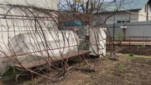 Весенние работы с виноградом. Укладываем побеги на беседку.