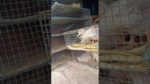 ПТИЧИЙ РЫНОК. ПОКУПАЕМ ГУСЯТ