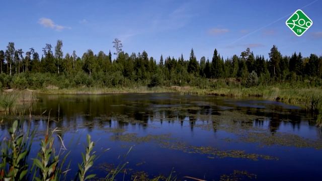 Дикий мир Приволжья. Анонс. Канал Зоо ТВ смотреть онлайн