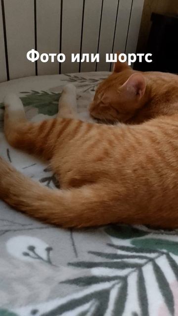 Описание сожрала пила смотреть онлайн