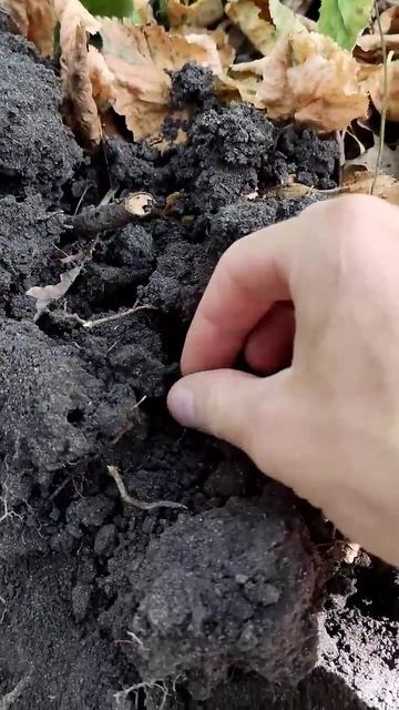 Нашёл с металлоискателем советскую монету #коп #клад #? смотреть онлайн