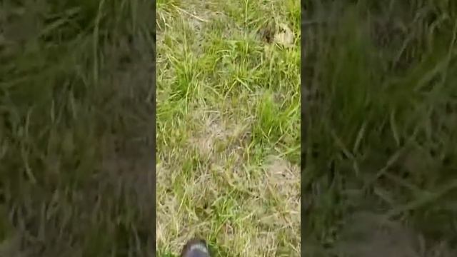 #коп #тх850 #metaldetector #ст944 #металлоискатель #shorts #short #shortvideo смотреть онлайн