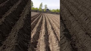 МОТОБЛОК НЕВА ПОСАДКА КАРТОШКИ