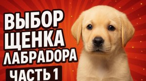 Как выбрать щенка лабрадора? Часть 1.
