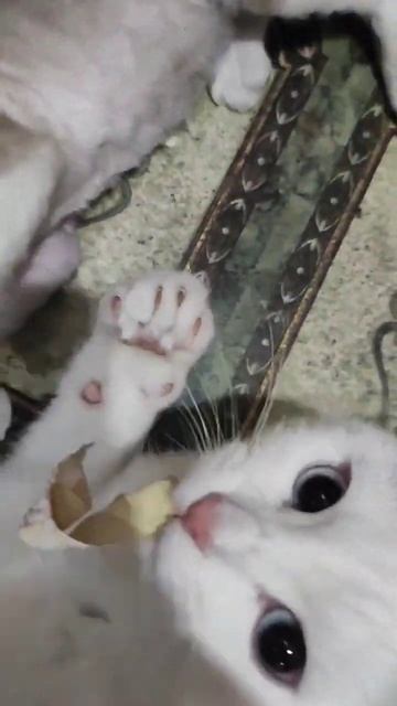 Съела обои 😻Марс VS Люся смотреть онлайн