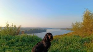 Бартер Шустрика: косточка за корочку