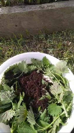 ###Самая Лучшая Подкормка Из Крапивы С Дрожжами###