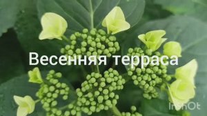 Весенняя терраса 🌺
