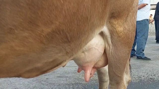 Комбинат Мол Бозори 60 МЛН СУМ РЕКОРД ГИГАНТ БУКА БОЗОР смотреть онлайн