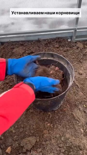 Получили деленки пионов а почва уже промерзла???