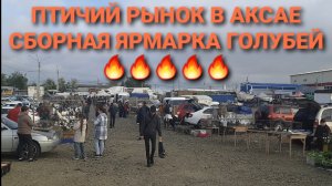 🔥🔥🔥 Птичий рынок в Аксае. Сборная ярмарка голубей 18.05.25. Pigeons Fair. Bird Market.