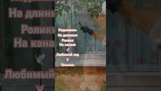 Сад под музыку и спорт в душе. Активность в 50 лет помог? смотреть онлайн