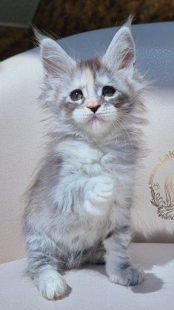 Simbochka Mos Lakshestar котенок мейн кун 1 месяц 27 дней.