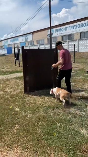 Настоящий паркур #shortvideo #собака #staff #юмор #стаффорд #pitbull #стаффордширскийтерьер