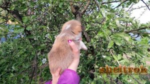 Щенок Лимон