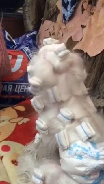 На днях были мы в гостях с Лучиком! :) Концерт нам дал, фанатеет видать от  Д.Билана! :) смотреть онлайн