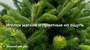 Пихта Фразера — краткое описание ели | ЖиваяЁлка.рф