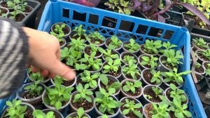 7 декабря.Рассаживаю калиброшку,небольшой обзор тепли