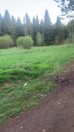 Walking through the beautiful village: заходим в прекрасный лес