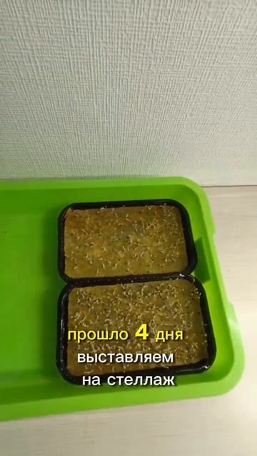 Базилик классический Итальянский Дженовезе #микрозел смотреть онлайн