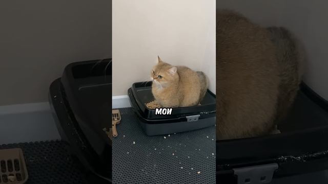 НЕОБЫЧНАЯ ПРОБЛЕМА С НОВЫМ МИКРОФОНОМ #fifine смотреть онлайн