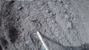 Посадка картохи/обработка лазуритом/17.05.25г