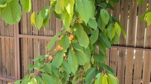 #Отметили 9 Мая,собрали повельон,Мишка металоискатель.....