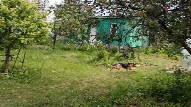 Игра в мяч с командой "лежать" смотреть онлайн