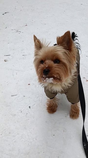 стих зима#shorts #собака смотреть онлайн