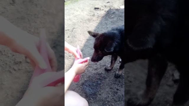 собаке жарко