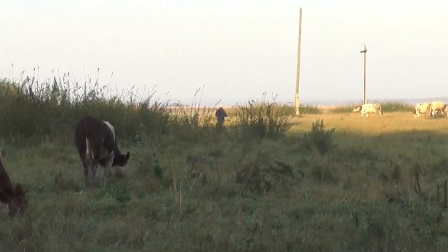 №2.  Никита Колесников стал пастухом в пос.  Потеряевка в сентябре.  07. 09. 2016